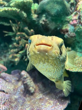 サンシャイン水族館に投稿された画像（2025/3/9）