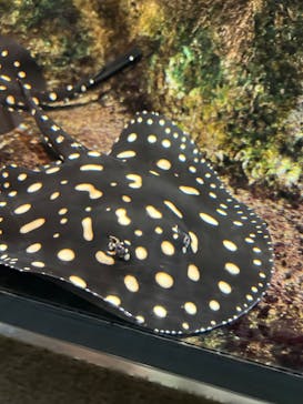 サンシャイン水族館に投稿された画像（2025/3/9）