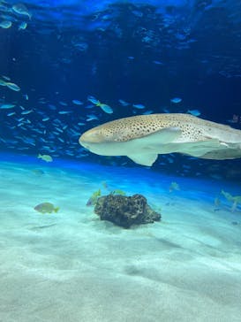 サンシャイン水族館に投稿された画像（2025/3/9）