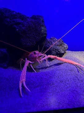 サンシャイン水族館に投稿された画像（2025/3/9）