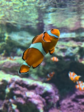 サンシャイン水族館に投稿された画像（2025/3/9）