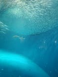 名古屋港水族館に投稿された画像（2025/3/9）