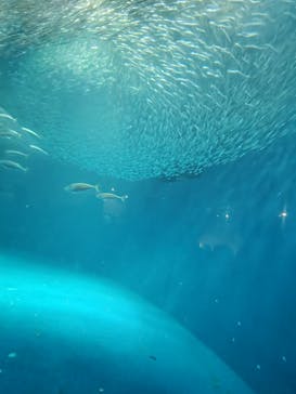 名古屋港水族館に投稿された画像（2025/3/9）