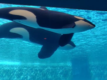 名古屋港水族館に投稿された画像（2025/3/9）