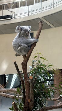 東京動物園協会_多摩動物公園に投稿された画像（2025/3/9）