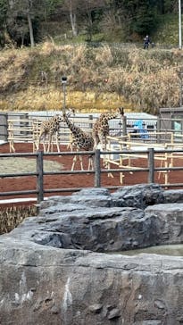 東京動物園協会_多摩動物公園に投稿された画像（2025/3/9）