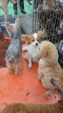 つくばわんわんランドに投稿された画像（2025/3/9）