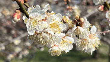 偕楽園本園に投稿された画像（2025/3/9）