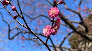 偕楽園本園に投稿された画像（2025/3/9）