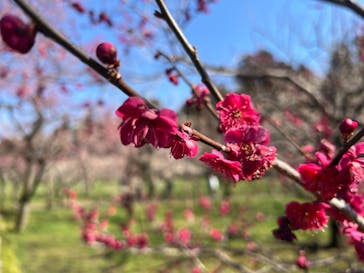 偕楽園本園に投稿された画像（2025/3/9）