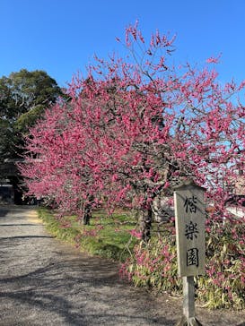 偕楽園本園に投稿された画像（2025/3/9）