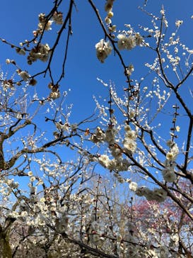 偕楽園本園に投稿された画像（2025/3/9）