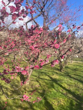 偕楽園本園に投稿された画像（2025/3/9）