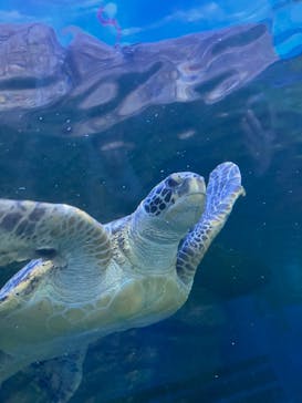 しながわ水族館に投稿された画像（2025/3/9）