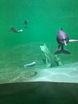 カワスイ 川崎⽔族館に投稿された画像（2025/3/9）