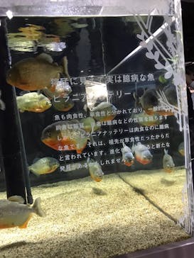 カワスイ 川崎⽔族館に投稿された画像（2025/3/9）