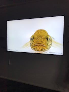 カワスイ 川崎⽔族館に投稿された画像（2025/3/9）