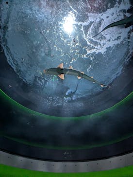 四国水族館に投稿された画像（2025/3/9）