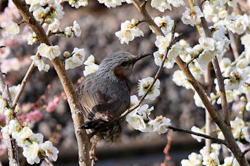 偕楽園本園に投稿された画像（2025/3/9）