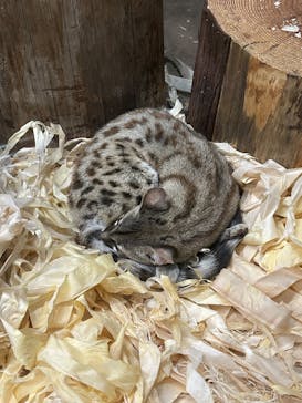 名古屋市東山動植物園に投稿された画像（2025/3/9）