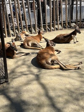 名古屋市東山動植物園に投稿された画像（2025/3/9）
