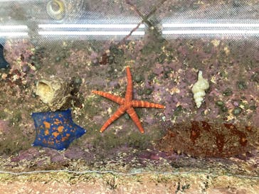 のとじま水族館に投稿された画像（2025/3/9）