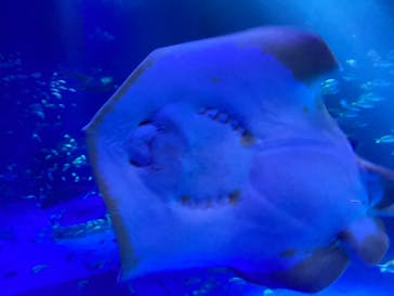 のとじま水族館に投稿された画像（2025/3/9）