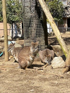 伊豆シャボテン動物公園に投稿された画像（2025/3/9）