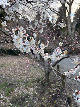 偕楽園本園に投稿された画像（2025/3/9）