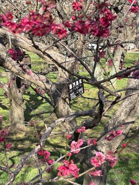 偕楽園本園に投稿された画像（2025/3/9）