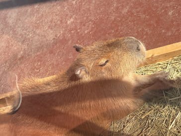 竹島水族館に投稿された画像（2025/3/9）