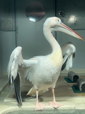 大分マリーンパレス水族館 「うみたまご」に投稿された画像（2025/3/9）