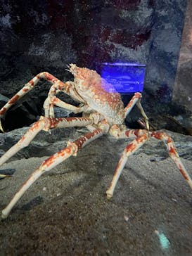 大分マリーンパレス水族館 「うみたまご」に投稿された画像（2025/3/9）