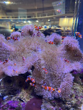 大分マリーンパレス水族館 「うみたまご」に投稿された画像（2025/3/9）