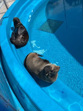 大分マリーンパレス水族館 「うみたまご」に投稿された画像（2025/3/9）