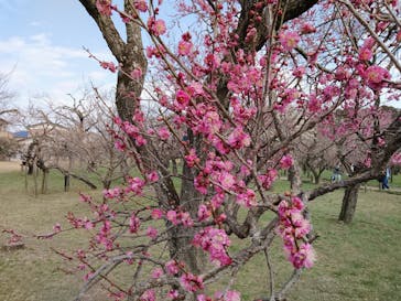 偕楽園本園に投稿された画像（2025/3/9）