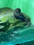 しながわ水族館に投稿された画像（2025/3/9）