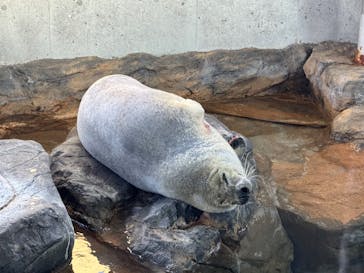 しながわ水族館に投稿された画像（2025/3/9）