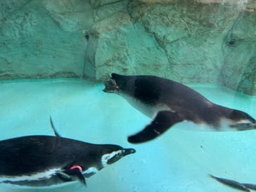 しながわ水族館に投稿された画像（2025/3/9）