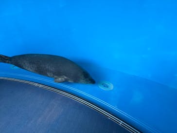 しながわ水族館に投稿された画像（2025/3/9）