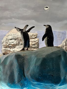 名古屋港水族館に投稿された画像（2025/3/9）