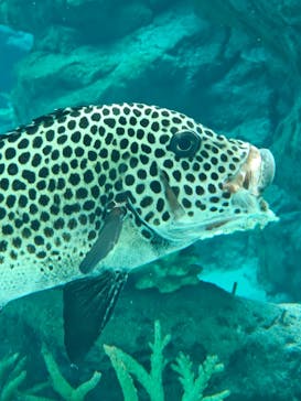 名古屋港水族館に投稿された画像（2025/3/9）