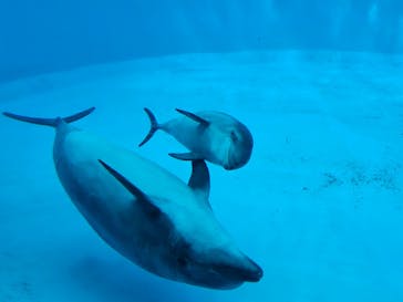 名古屋港水族館に投稿された画像（2025/3/9）