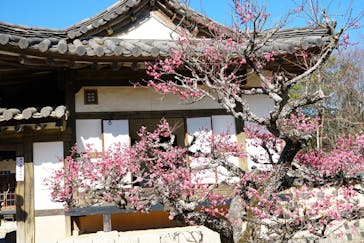 野外民族博物館 リトルワールドに投稿された画像（2025/3/9）