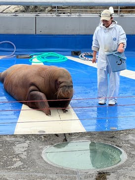 大分マリーンパレス水族館 「うみたまご」に投稿された画像（2025/3/9）