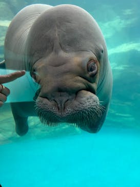 大分マリーンパレス水族館 「うみたまご」に投稿された画像（2025/3/9）