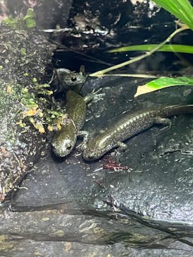 大分マリーンパレス水族館 「うみたまご」に投稿された画像（2025/3/9）