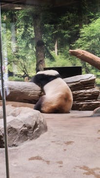 恩賜上野動物園に投稿された画像（2025/3/9）