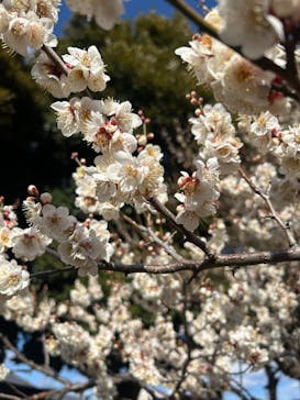 偕楽園本園に投稿された画像（2025/3/9）