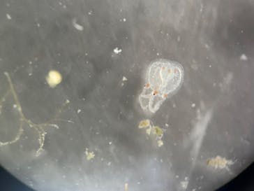 新江ノ島水族館に投稿された画像（2025/3/9）